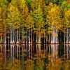 Forest In Lakeside Reflection Diamond Painting