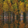 Forest In Lakeside Reflection Diamond Painting