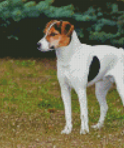 Fox Terrier Puppy Diamond Painting