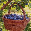 Fresh Plums Basket Diamond Painting