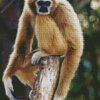 Gibbon Beige Monkey Diamond Painting