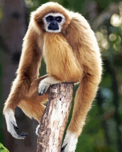 Gibbon Beige Monkey Diamond Painting
