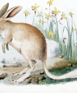 Greater Bilby Diamond Painting