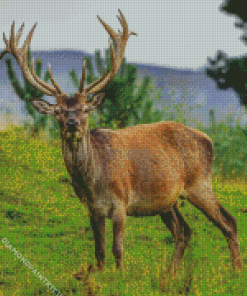 Highland Stag Animal Diamond Painting