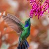 Hummingbird at Flower Garden Diamond Painting
