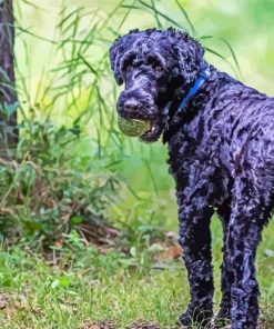 Kerry Blue Terrier Diamond Painting