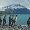 King Penguins Diamond Painting