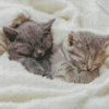 Kittens Sleeping Diamond Painting