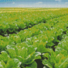 Lettuce Fields Plants Diamond Painting