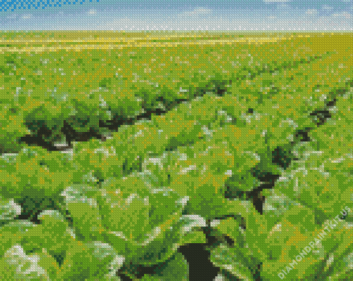 Lettuce Fields Plants Diamond Painting