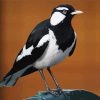 Magpie Lark Black And White Bird Diamond Painting
