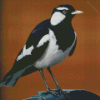 Magpie Lark Black And White Bird Diamond Painting