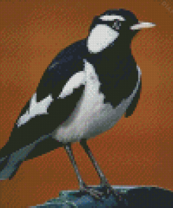 Magpie Lark Black And White Bird Diamond Painting