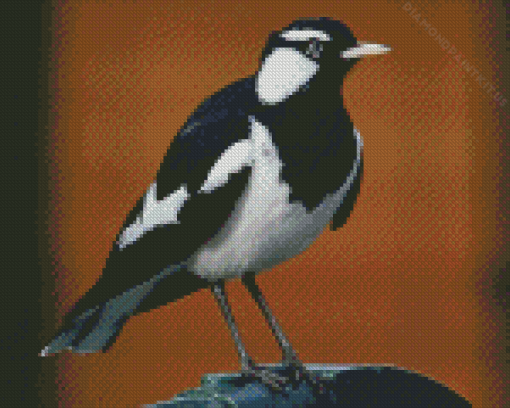 Magpie Lark Black And White Bird Diamond Painting