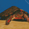 Mexican Red Turtle Diamond Painting