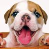 Old English Bulldog Puppy Diamond Painting