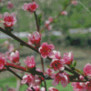 Peach Tree Flower Diamond Painting