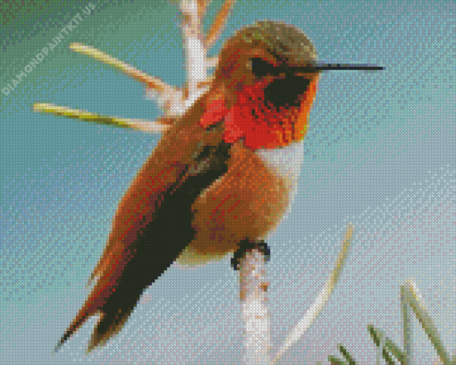 Rufous Hummingbird Diamond Painting