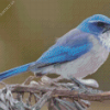 Scrub Jays On Stick Diamond Painting