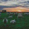 Sheep In Field At Sunset Diamond Painting