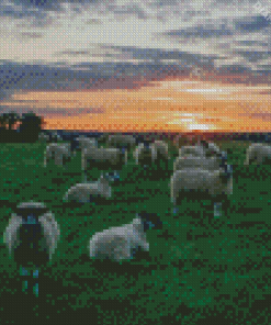Sheep In Field At Sunset Diamond Painting