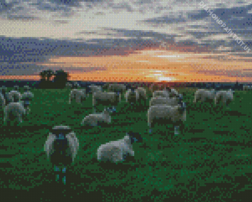 Sheep In Field At Sunset Diamond Painting