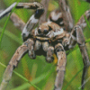 Tarantula Spider Diamond Painting