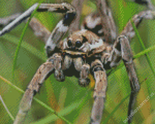 Tarantula Spider Diamond Painting