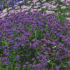 Verbena Purple Garden Diamond Painting