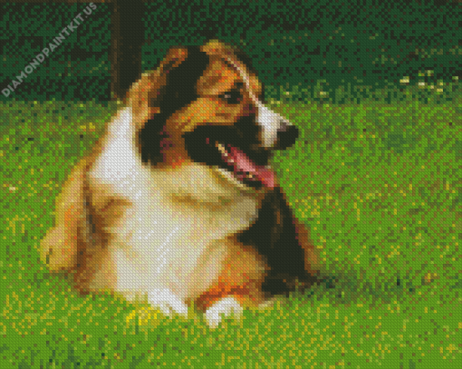 Welsh Sheepdog Diamond Painting