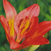 Western Red Lily Flower Diamond Painting