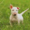 White Bull Terrier Puppy Diamond Painting