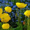 Yellow Poppies With Blue Flowers Diamond Painting