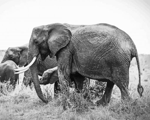 Adventure African Elephants Animal Diamond Painting
