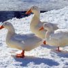American Pekin Ducks In Snow Diamond Painting
