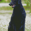 Black Curly Coated Retriever Diamond Painting