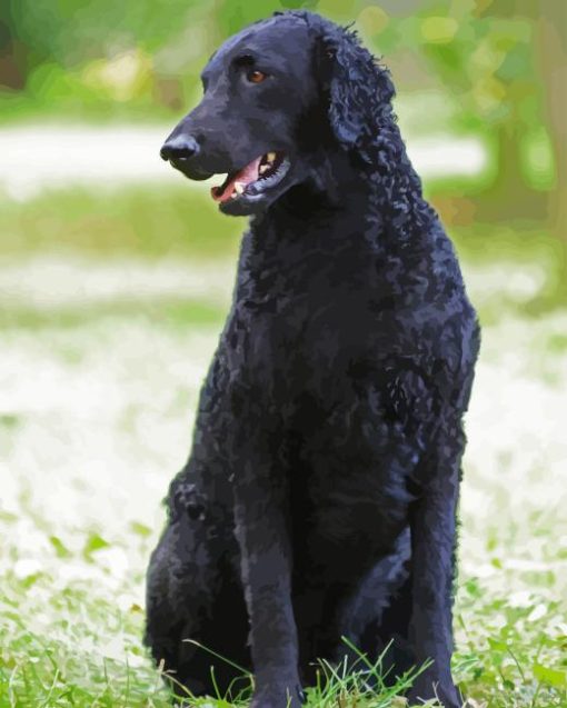 Black Curly Coated Retriever Diamond Painting