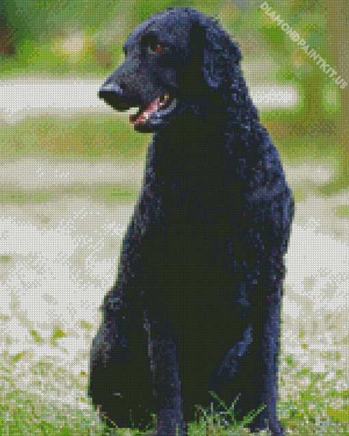 Black Curly Coated Retriever Diamond Painting