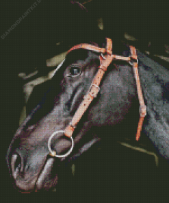 Black Horse With Bridle Diamond Painting