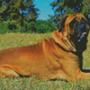 Bullmastiff Diamond Painting