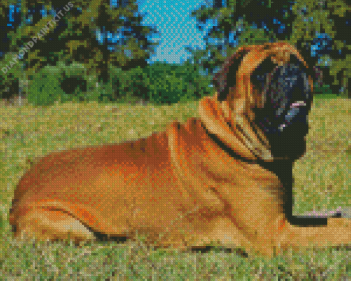 Bullmastiff Diamond Painting