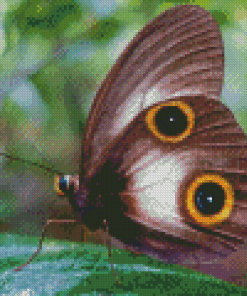 Butterfly Eye Diamond Painting