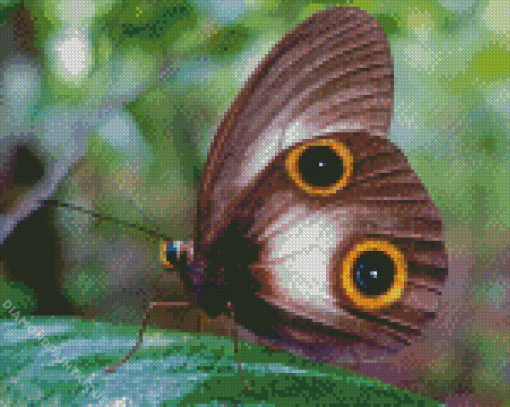 Butterfly Eye Diamond Painting