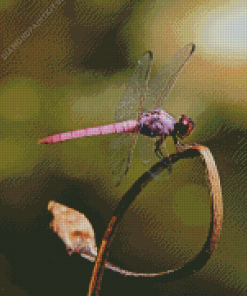 Close Up Purple Dragonfly Diamond Painting