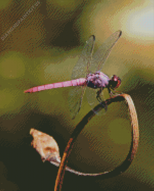 Close Up Purple Dragonfly Diamond Painting