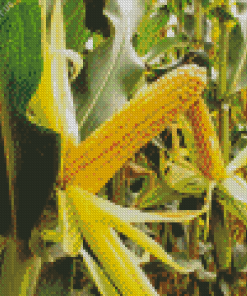 Corn Field Diamond Painting