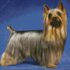 Cute Silky Terrier Diamond Painting