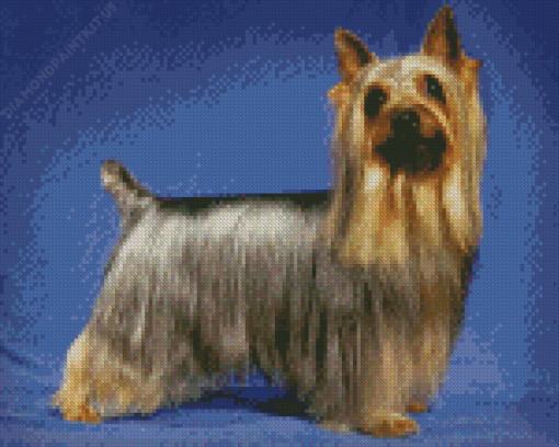 Cute Silky Terrier Diamond Painting