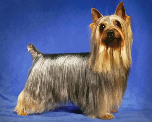 Cute Silky Terrier Diamond Painting