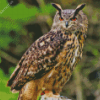 Eagle Owl Bird Diamond Painting